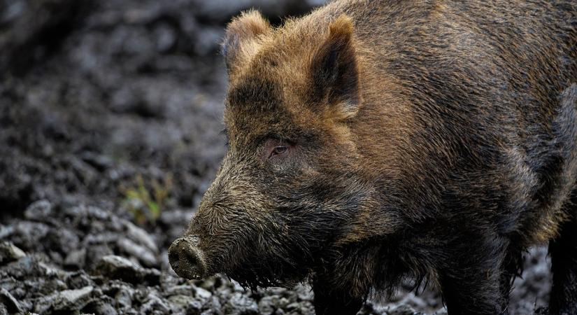 Súlyosbodik az ASP-járvány – Pest vármegye is érintett