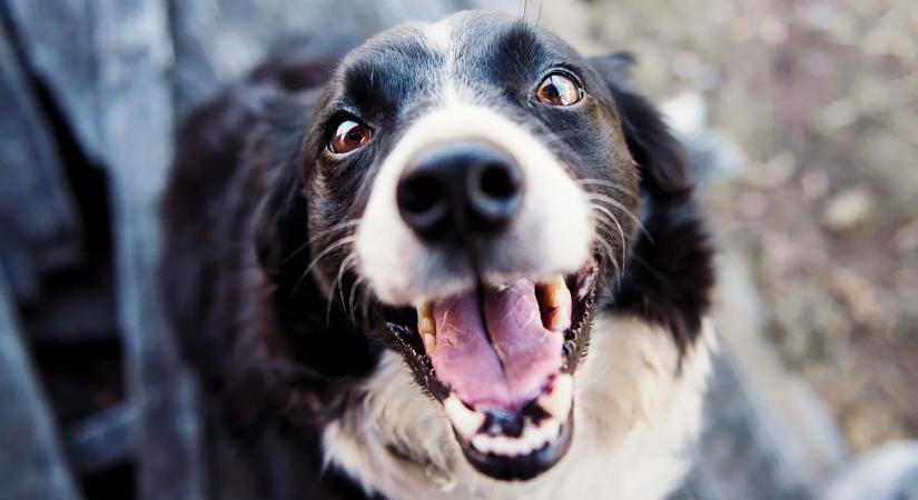 Figyelem! Bírsággal járhat, ha sokáig ugat a kutya