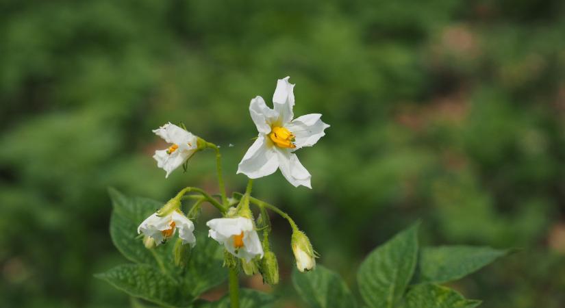 Schilberszky Károly, a magyar növénykórtan kiemelkedő alakja