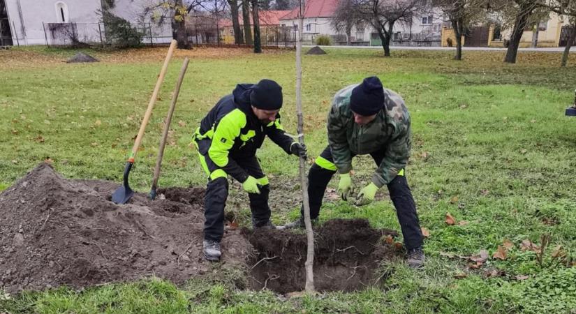 Településfásítás Héderváron – Tíz fa hajthat gyökeret