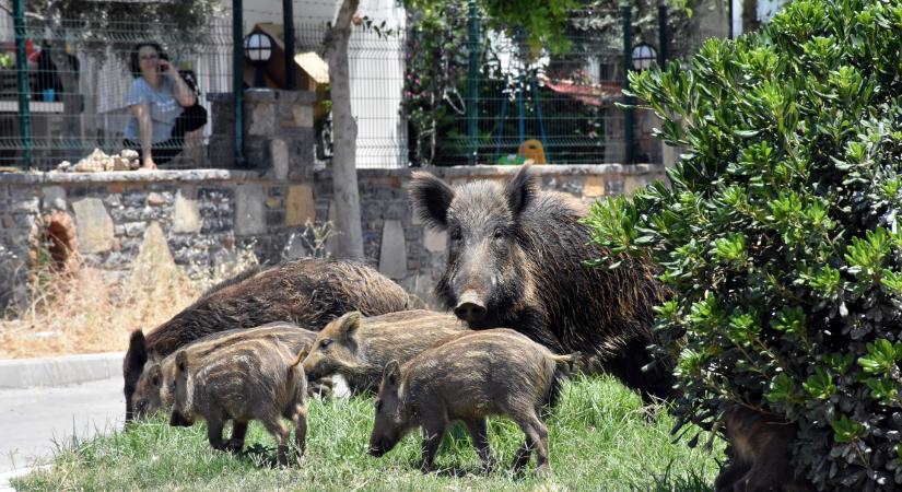 Tovább terjedt a sertéspestis Magyarországon, a legszigorúbb korlátozás alá helyezték a Szentendrei-szigetet
