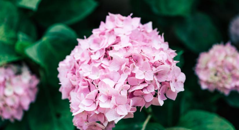 Köszönjük, a hortenziák nevében is!