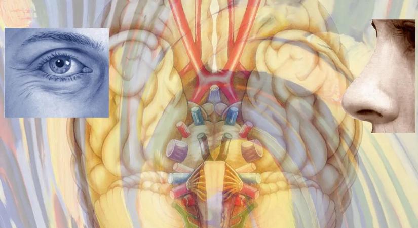 MI segítségével írták le, hogyan lát az agyunk