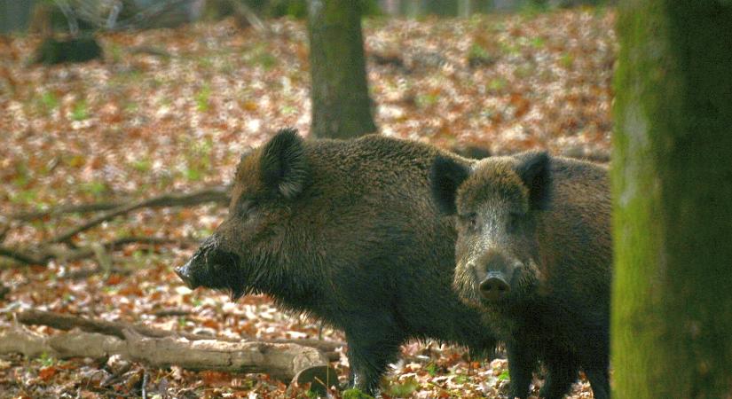 Vaddisznók Budapesten