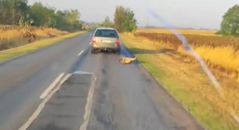 Az állatvédelemért felelős kormánybiztos szerint börtönt érdemel a férfi, aki autójához kötve húzta a kutyáját