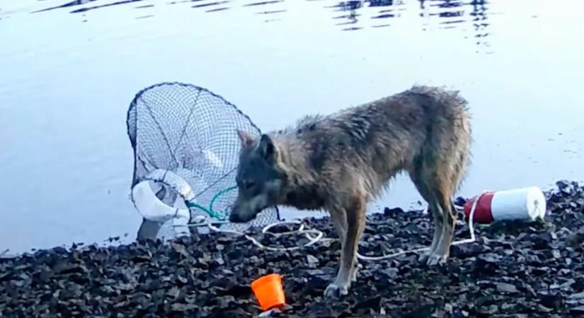 Először készült felvétel arról, hogy egy farkas eszközöket használhatott