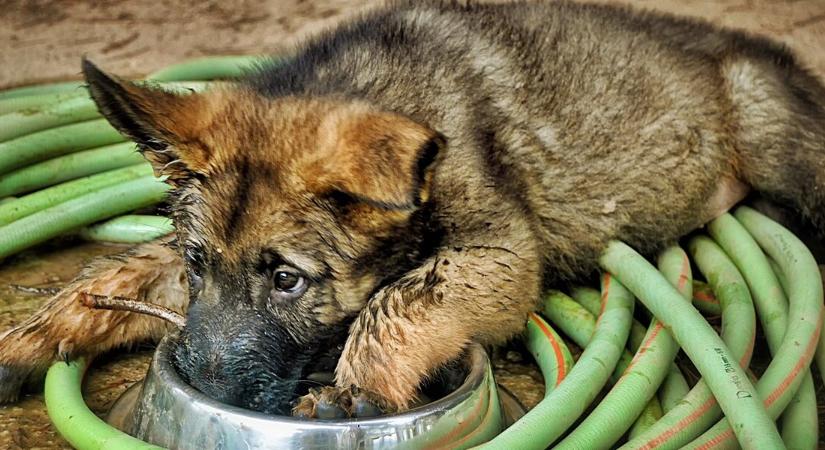 Egy megtört kis szív újra dobogni kezdett: így talált otthonra az ázott kiskutya