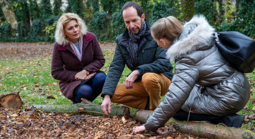 Forradalmi kísérlet Kecskeméten: így menthetik meg a város fáit az avarral – fotók, videó