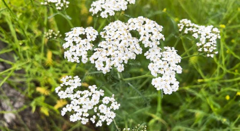 Felismered, milyen gyógynövény van a képen? Nem mindig könnyű eldönteni