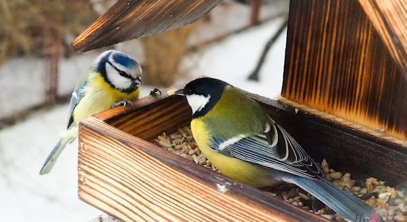 Madáretetés vagy madárkavalkád? Így lesz az etetőből biztonságos madárbüfé