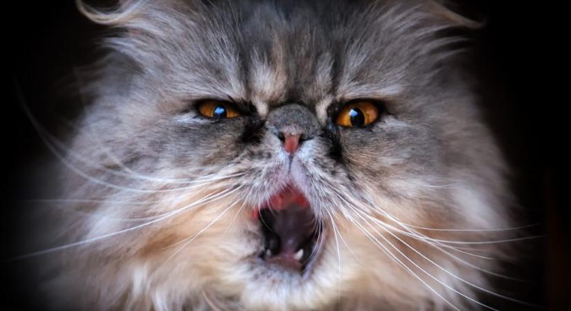 A rossz leheletre nem szabad legyinteni a macskáknál: veseelégtelenséget jelezhet