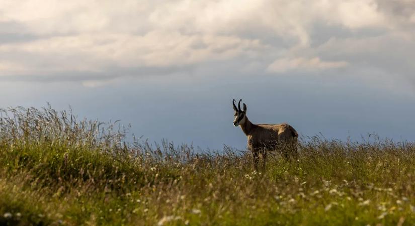 Különleges vadállatok is érkeztek az első hóval egy magyar faluba – fotó