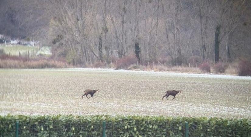 Ritka állatfaj bukkant fel az első hóval Vas vármegye határában - fotó