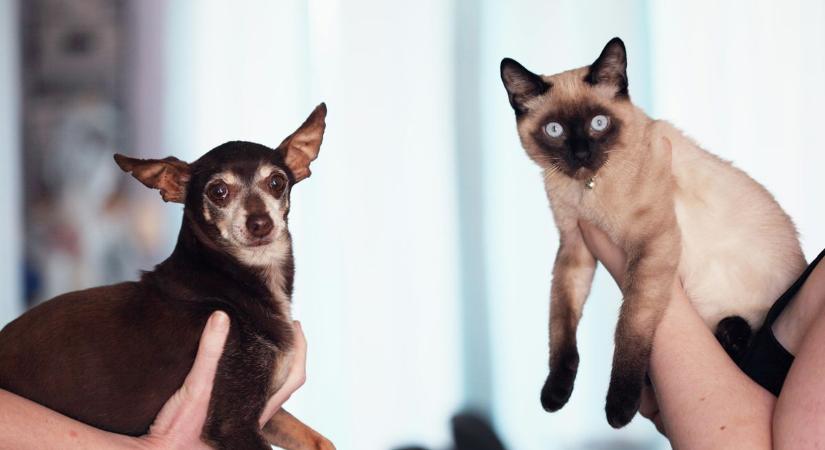 Életek kerülnének veszélybe: az Állatorvostudományi Egyetem központvezetője teljesen kiakadt Magyar Péter legabszurdabb adótervén