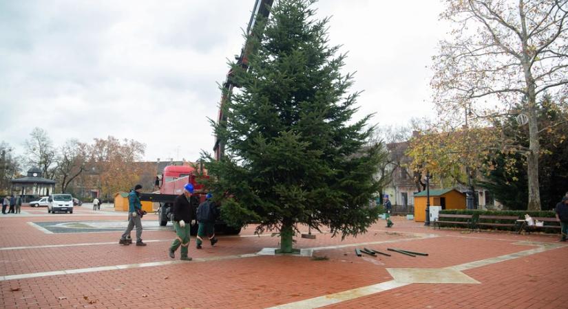 Megérkezett a város karácsonyfája az Erzsébet térre – újdonságokkal is készül Nagykanizsa az idei adventre