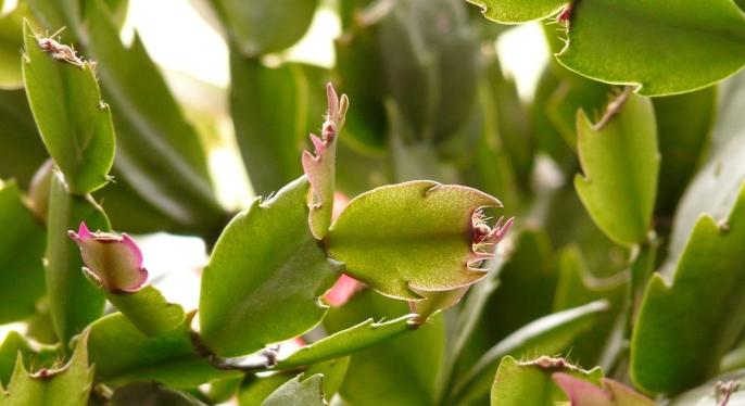 Miért nem virágzik a karácsonyi kaktusz? Ezek a leggyakoribb okok és megoldások