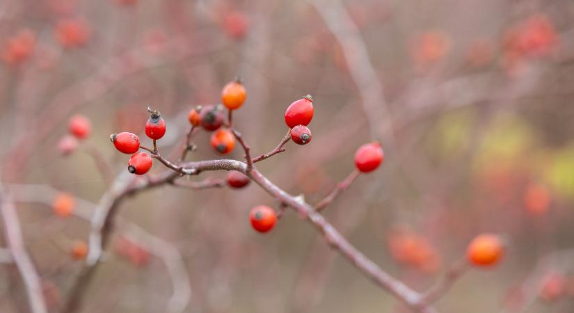 Új perspektívák a hazai csipkebogyó termesztésben
