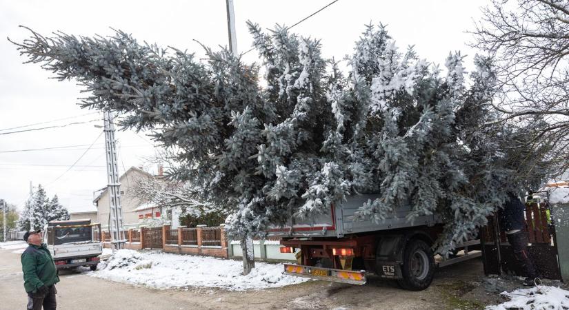 Szűk utcákon, vezetékek alatt: videón a tatai karácsonyfa kalandos útja