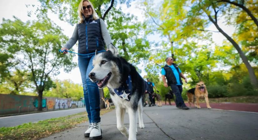 A Tisza kisállat-adója a felelős gazdákat büntetné – üzent az állatvédelmi szakember