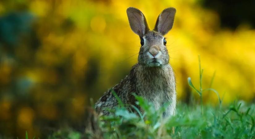 Veszélyes vírus terjed Békésben: pusztul a mezei nyúlállomány