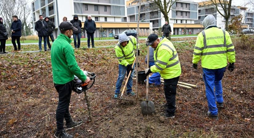 A Kiserdő megújul: a balesetveszélyes fák pótlását megkezdték