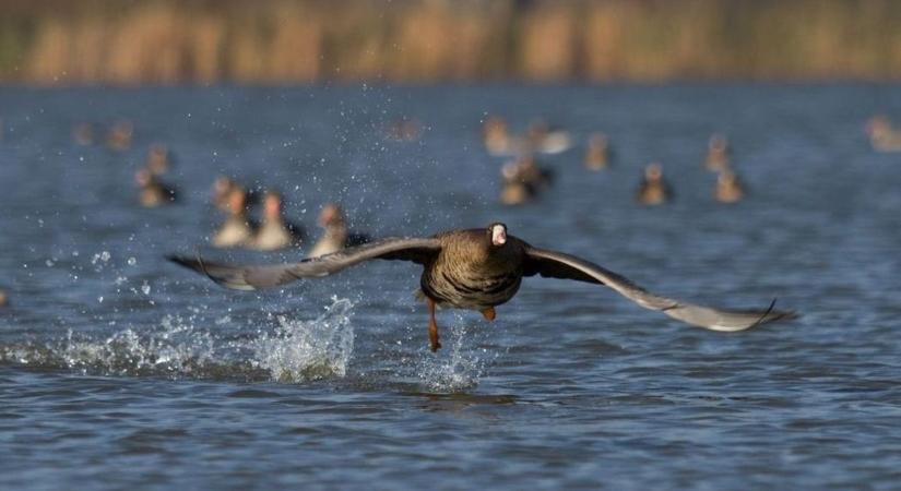 Ez a 6 érdekesség izgat mindenkit a Tatai Vadlúd Sokadalom kapcsán, most itt a válasz