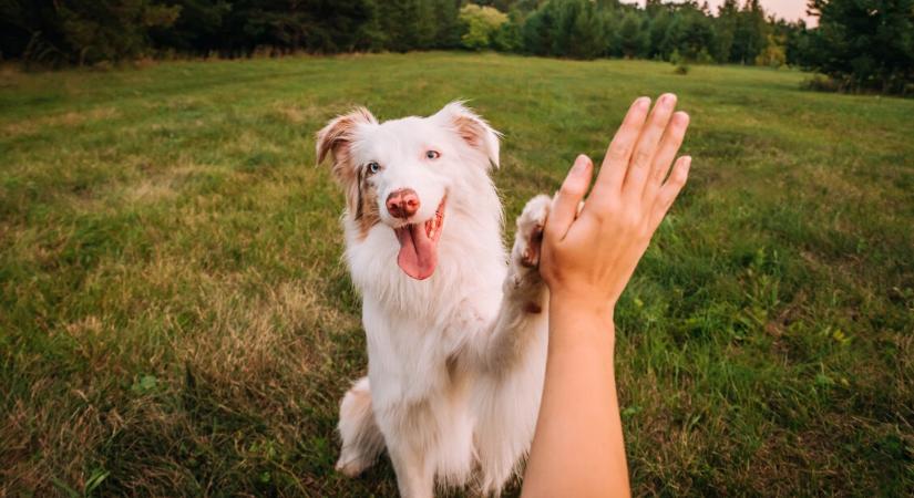 A kutyák érzelmei jobban hasonlítanak az emberéhez, mint korábban hittük