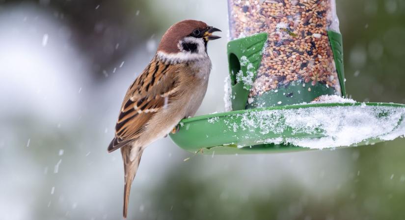 Beköszöntött a hideg, kezdődik a téli madáretetés: így csináld helyesen!