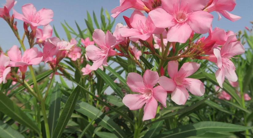 Mennyi vizet kell télen a leandernek adni? Mutatjuk