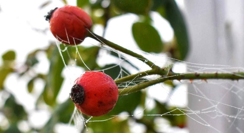 Ezt a csodaszert használd most a kertedben, ha tavasszal gyönyörű udvart szeretnél
