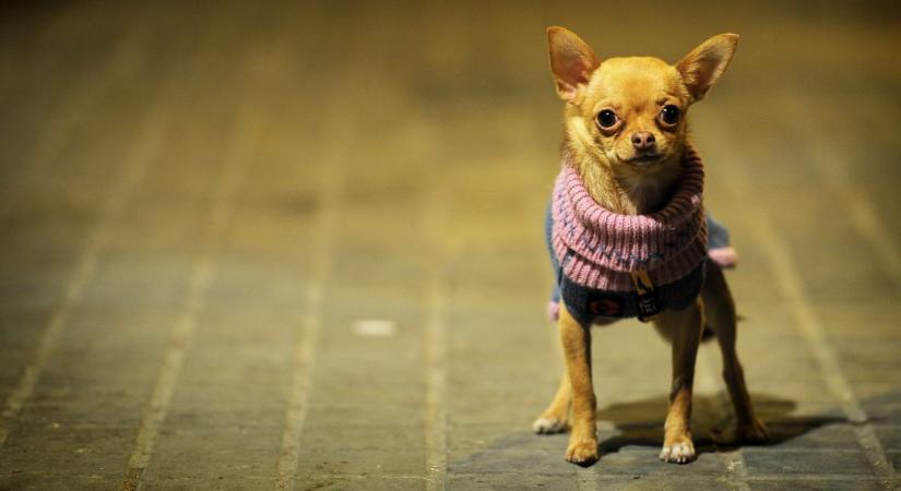 Ezek a kutyafajták a leginkább farkasok