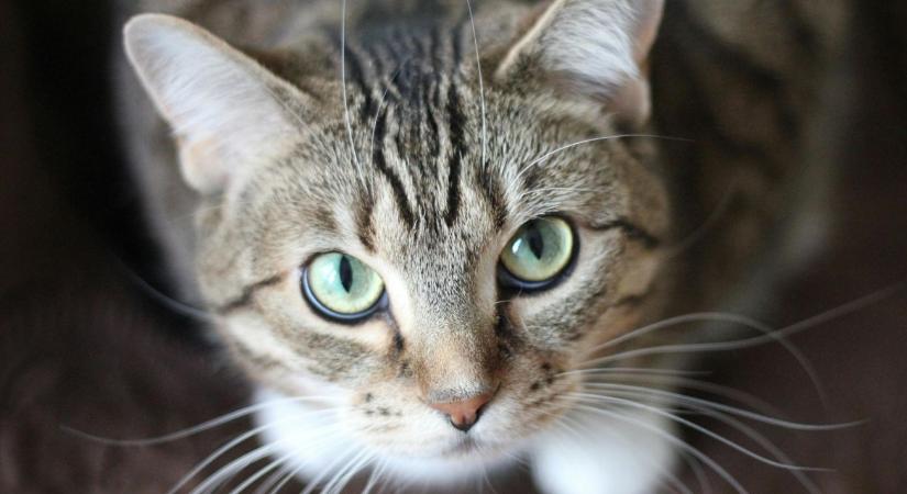 Kötelező chipelés jön a macskáknál is