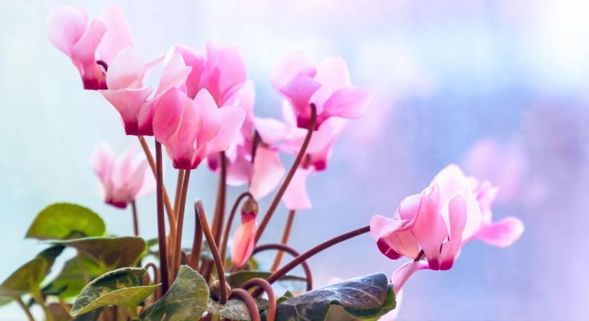 Ciklámen teleltetése: ha így csinálod, még több virággal ajándékoz majd meg