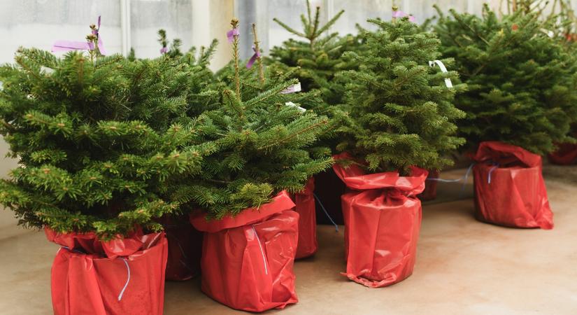 A cserepes karácsonyfa túlélési kézikönyve