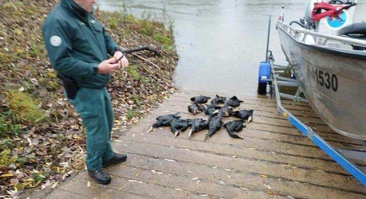 Indul a kormoránok gyérítése 