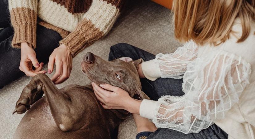 Impulzív, érzékeny, furcsa: lehet, hogy a te kutyád is autista?