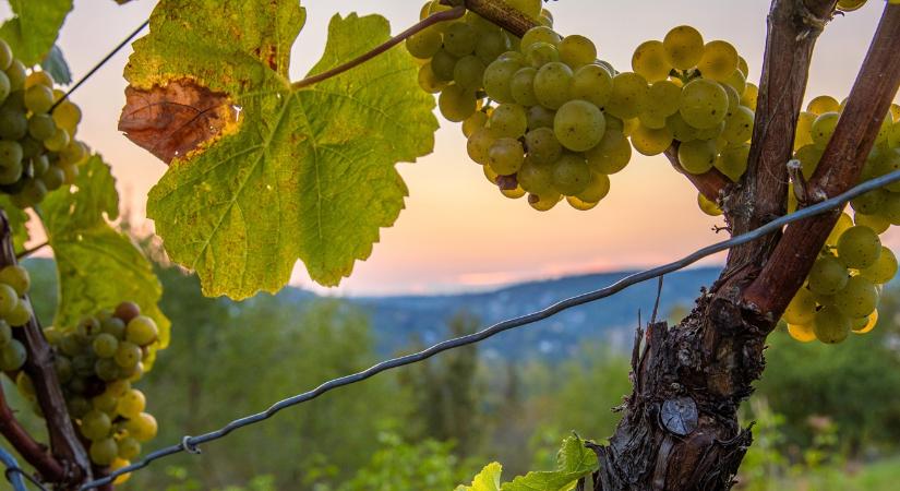 Nincs vége: újabb vármegyében ütötte fel a fejét az aranyszínű sárgaság