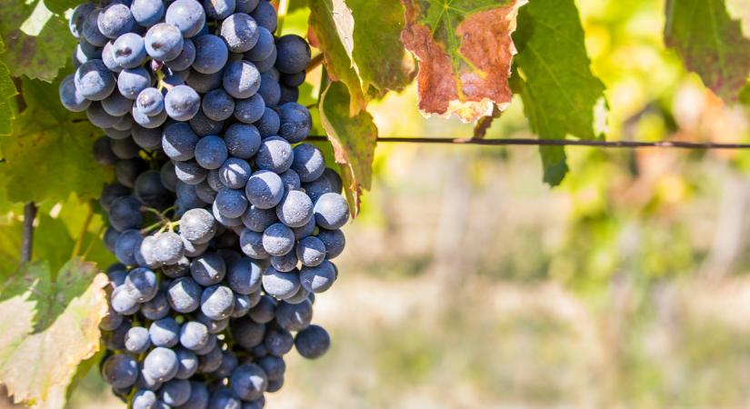 Nincs vége: újabb magyar megyében jelent meg a súlyos betegség