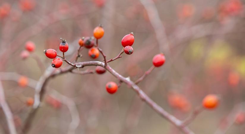 Micsoda perspektíva: imádják a fogyasztók, és lesz is belőle bőven