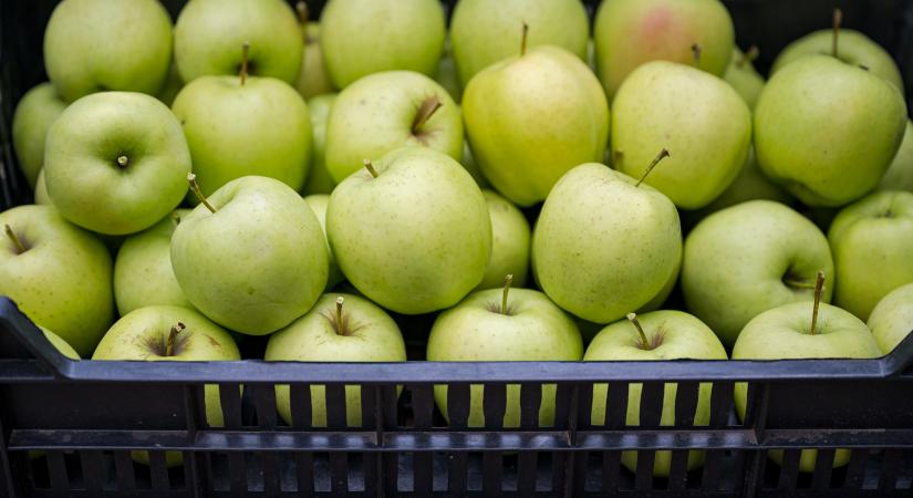 Bajban a hazai almatermelők