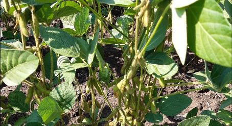 A szója helye és szerepe a hazai vetésszerkezetben