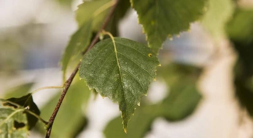 Lézert készítettek nyírfából és földimogyoróból egy svéd egyetemen