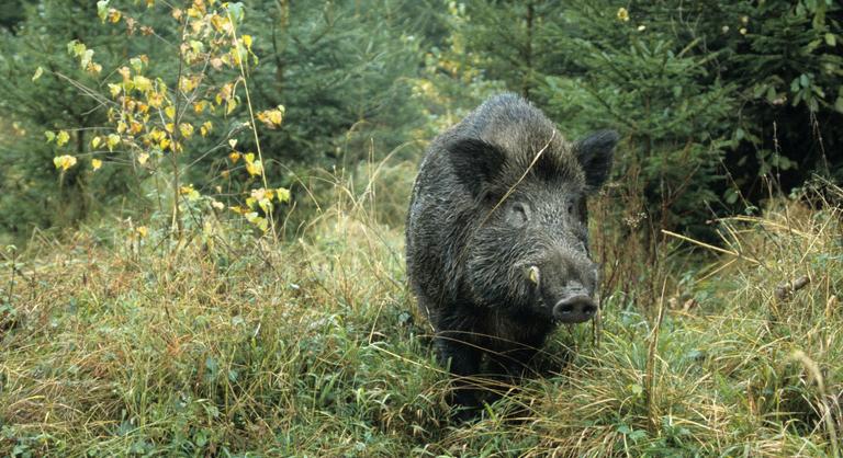 Korlátozás alá került a Szentendrei-sziget, a térségben megjelent az afrikai sertéspestis