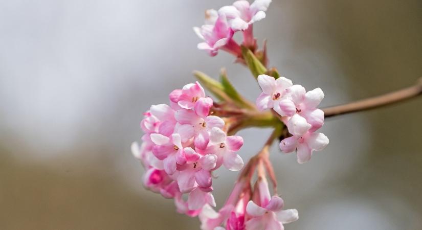 A tél legkedveltebb kerti színei – fotókkal