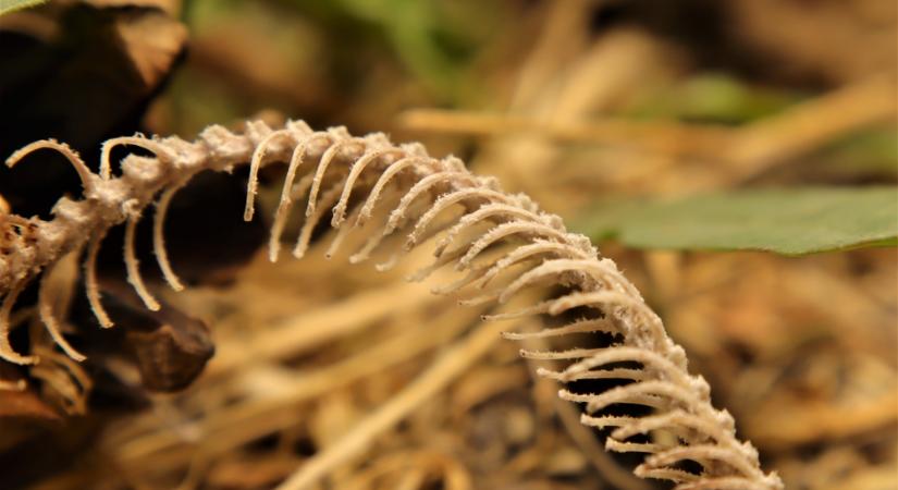 A kutatók sokkot kaptak a csontfaló féregtől