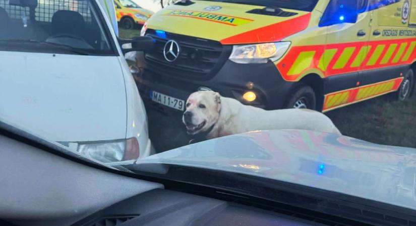 Kutyatámadás Toronyban: friss információkat közölt a szombathelyi kórház