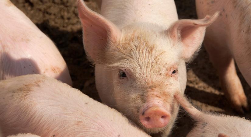 Súlyos csapás ért rengeteg termelőt: meddig lehet ezt bírni?