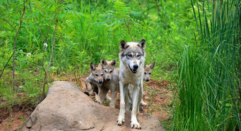 Hihetetlen, mit kaptak lencsevégre a Bükkben: giga szarvasrudli, farkaskölykök és vadmacskák egyetlen videóban