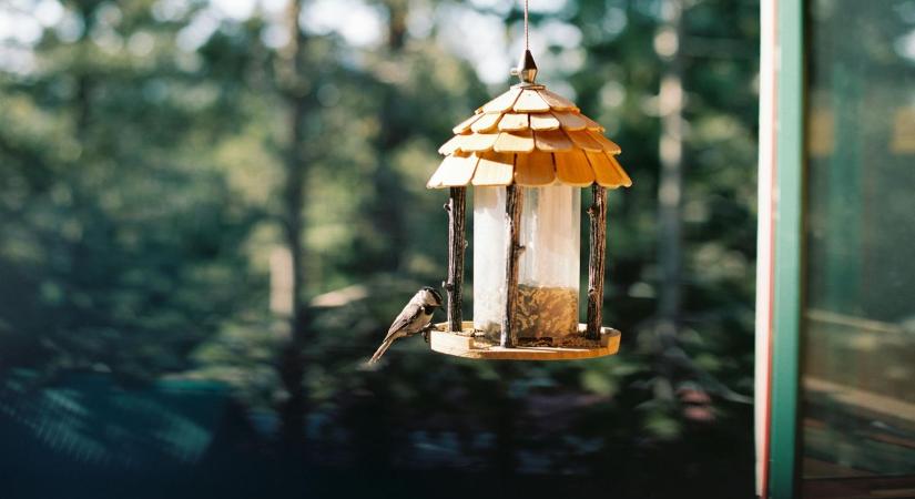 Téli madáretetés mesterfokon: így gondoskodhat a kis tollas barátokról