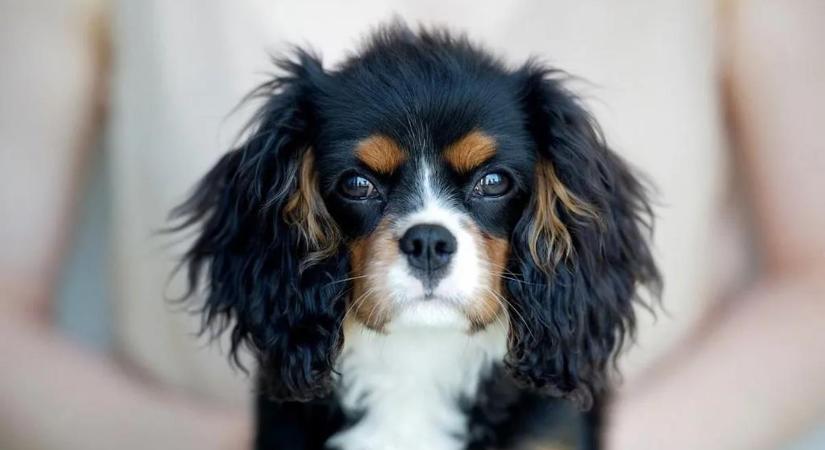 Döbbenetes: kutyák is lehetnek autisták